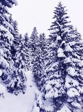 Fall snow on background of a beautiful winter spruce forest. Stock Photos
