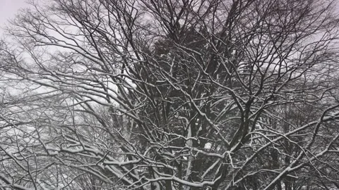 Fall of snow in Hamburg 21.11.2023 Stock Footage 293128688