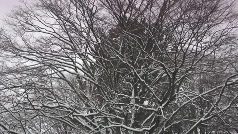 Fall of snow in Hamburg 21.11.2023 Stock Footage 293128751