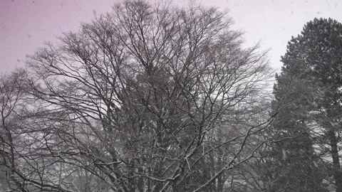 Fall of snow in Hamburg 21.11.2023 Stock Footage 293128863