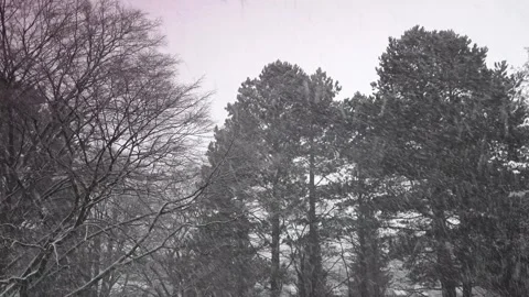 Fall of snow in Hamburg 21.11.2023 Stock Footage 293129378