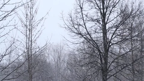 Fall snow on trees branch at winter during blizzard in evening. Extreme weat Stock Footage 163786063