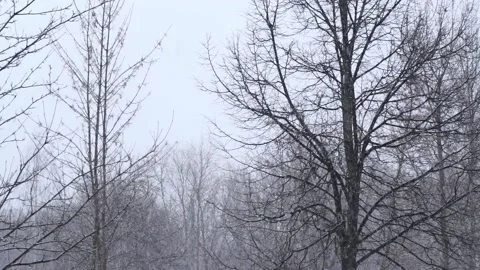 Fall snow on trees branch at winter during blizzard in evening. Extreme weat Stock Footage 163786102