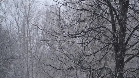 Fall snow on trees branch at winter during blizzard in evening. Extreme weat Stock Footage 163786135