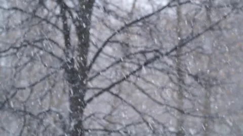 Fall snow on trees branch at winter during blizzard in evening. Extreme weat Stock Footage 163786166