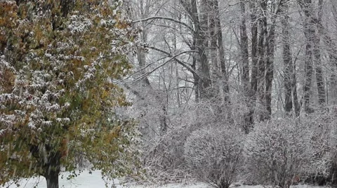 Fall Snowstorm in the Woods 1 Video stock 44469120