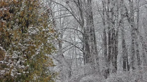 Fall Snowstorm in the Woods 2 Video stock 44469302