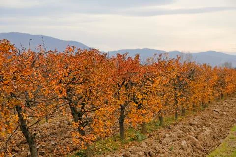 Fall at sour cherry orchard Stock Photos