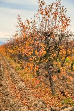 Fall at sour cherry orchard Foto stock