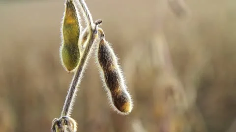 Fall Soybean Close up Видео 8847359