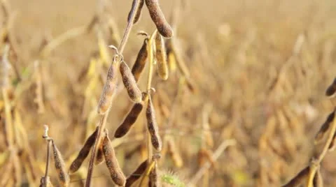 Fall Soybean Field - dolly shot Видео 8847279