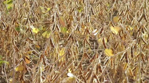 Fall Soybean Field Видео 8847369