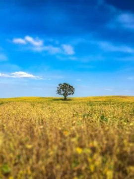 Fall soybean field in Minnesota Stock Photos