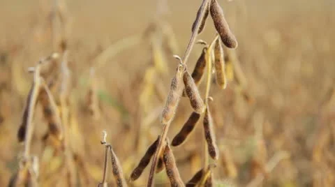 Fall Soybean Field - rack focus Видео 8847694