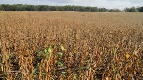 Fall Soybean Field - Wide Pan Right Видео 8847933