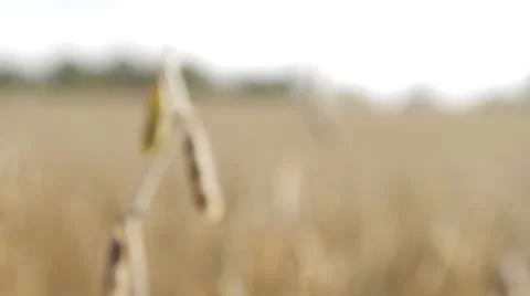 Fall Soybean Field - Windy Видео 8847149
