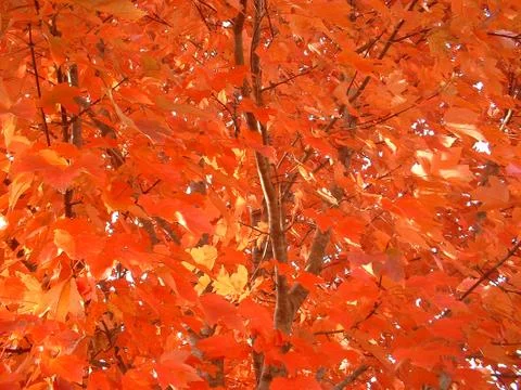 Fall Splash Background Stock Photos