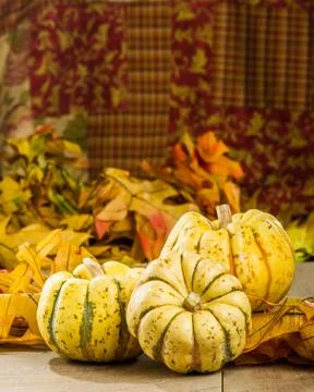 Fall squash with autumn leaves 스톡 사진