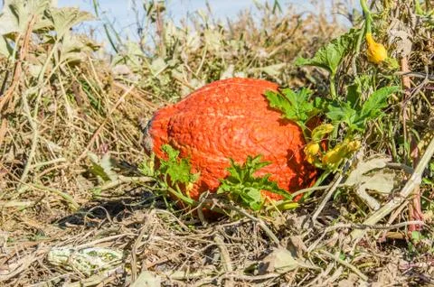 Fall squash in the farmers field 写真素材
