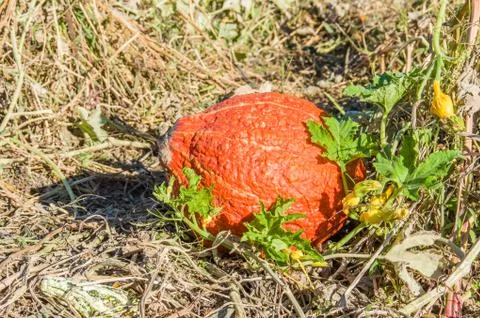 Fall squash in the farmers field Foto stock