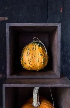 Fall squash gourds on dark background Stock Photos