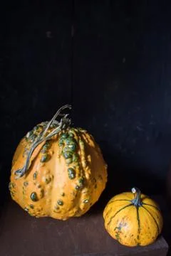 Fall squash gourds on dark background Stock Photos