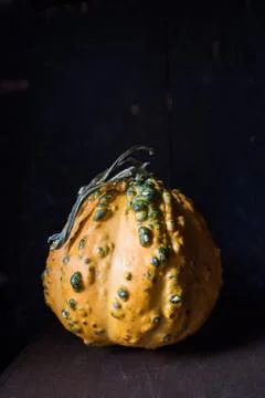 Fall squash gourds on dark background Stock Photos