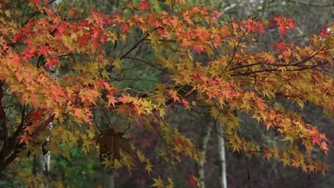 Fall Star Leaves Stock Footage 147632435