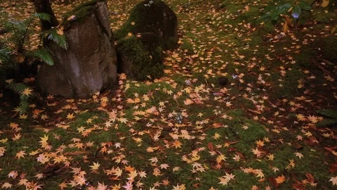 Fall Star Leaves On Grass Stock Footage 105070177