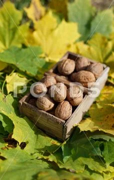 Fall still life italian walnut fruit in wooden basket on maple leaves backgr Stock Photos