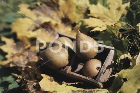 Fall still life pears pyrus fruit in wooden basket Stock Photos