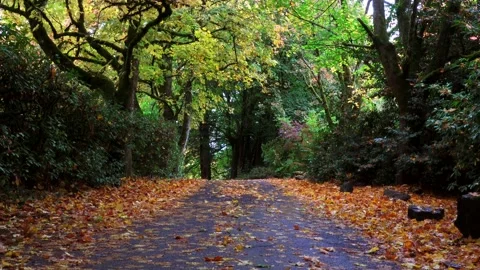 Fall Street Stock Footage 147632437
