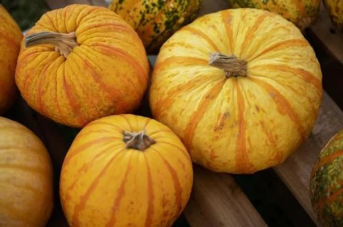 Fall striped orange pumpkins displayed on a wooden surface Foto stock