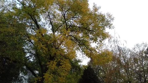 Fall in the Suburbs streets 10 Stock Photos