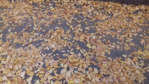Fall in the Suburbs streets 11 Stock Photos