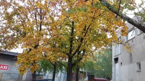 Fall in the Suburbs streets 12 Stock Photos