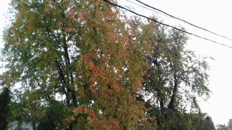 Fall in the Suburbs streets 6 Stock Photos