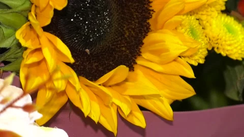 Fall sunflower, bouquet closeup Video stock 120290084