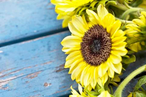 Fall sunflowers Stock Photos