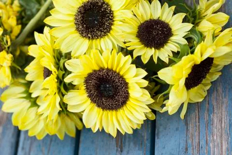 Fall sunflowers Stock Photos