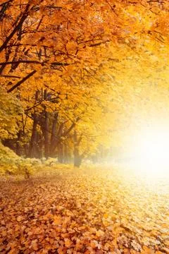 Fall sunset in park Fotos Stock