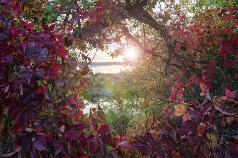 Fall sunset through the red leaves Stock Photos