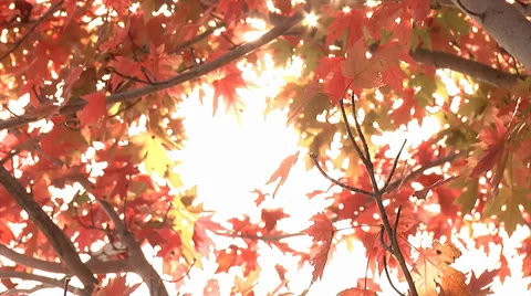 Fall Sunshine with Red Leaves Stock Footage 32744001