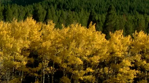 Fall Textures Stock Footage 10888105