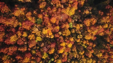 Fall textures Stockbeeldmateriaal 255098882