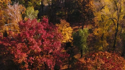 Fall textures Stock Footage 255143196
