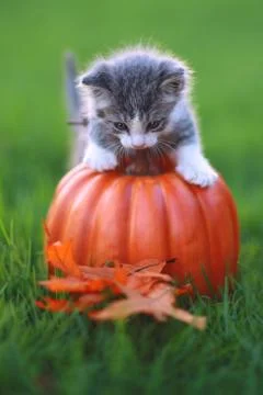 Fall themed kitten image Stock Photos