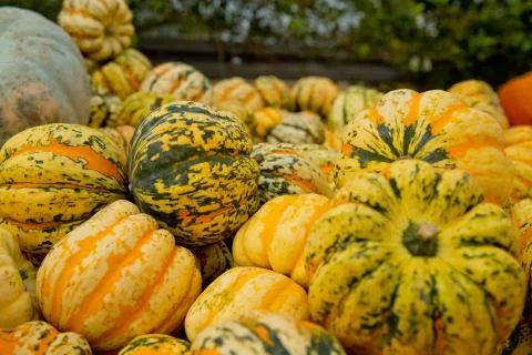 Fall tiger pumpkins background. Close-up. 스톡 사진
