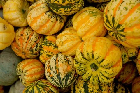 Fall tiger pumpkins background. Close-up. Foto stock
