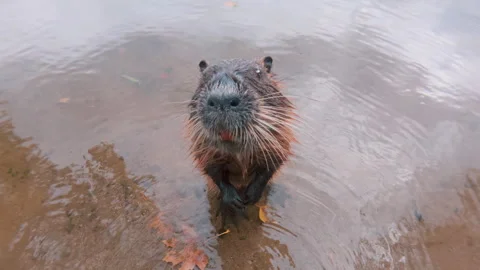 At fall time curious Coypu stands in water among fallen autumn leaves and Stock Footage 323234466